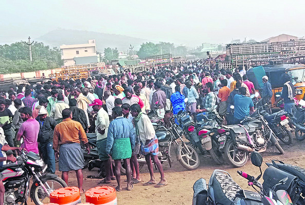 ప్రతి గొర్రెకూ ఓ ధర!1