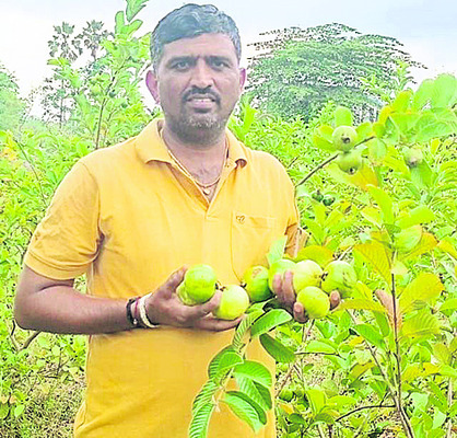 జామ..లాభాల తోట1