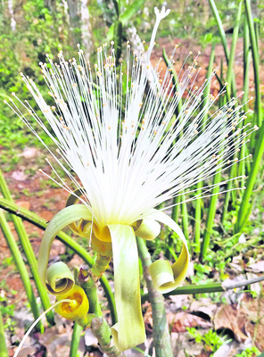 వైజాగ్లోవండర్ పార్క్ 5