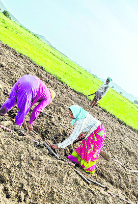 లాభాల తీపి పంచుతున్న నల్ల చెరకు 1