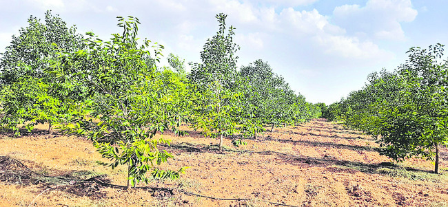 నేరేడుతో ఆరోగ్యం.. ఆదాయం! 1