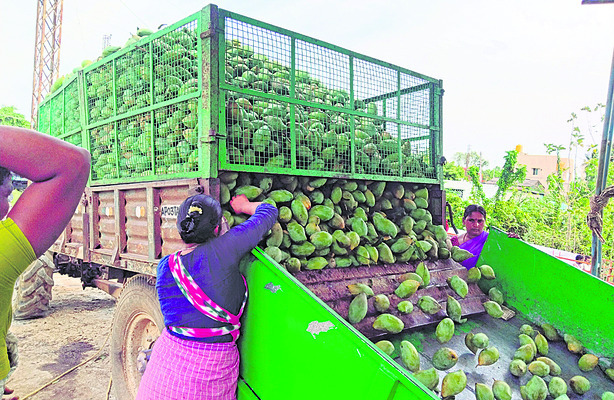 మామిడికి ‘తమిళ’ సెగ1