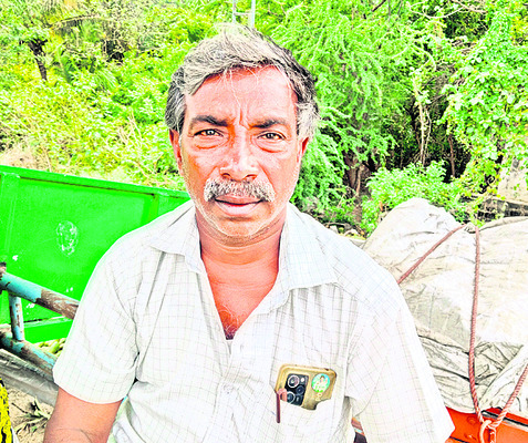 మామిడికి ‘తమిళ’ సెగ2