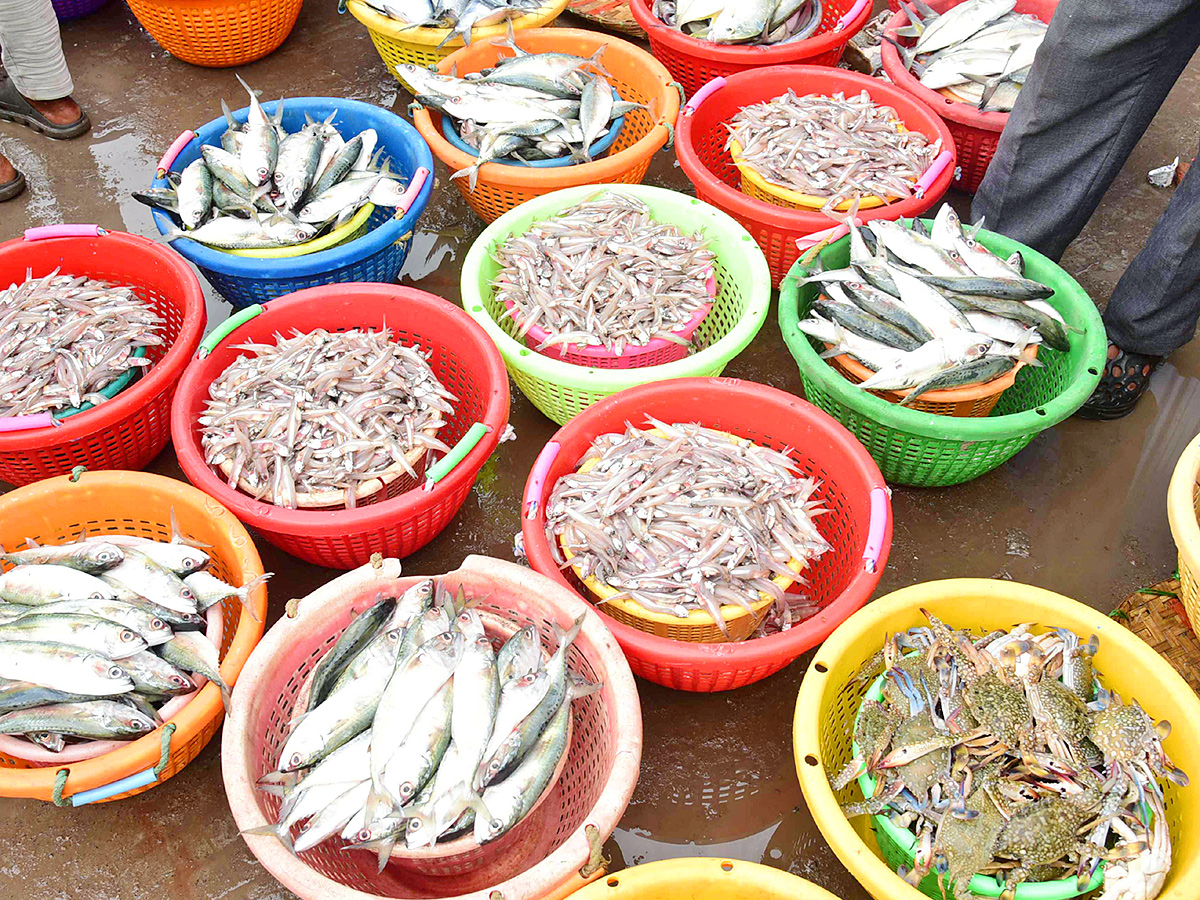Fish Market in Visakhapatnam Photos11