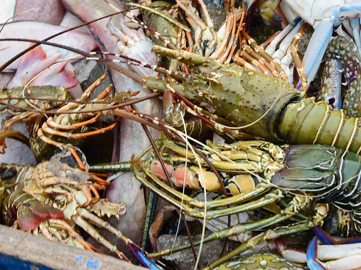 Fish Market in Visakhapatnam Photos12