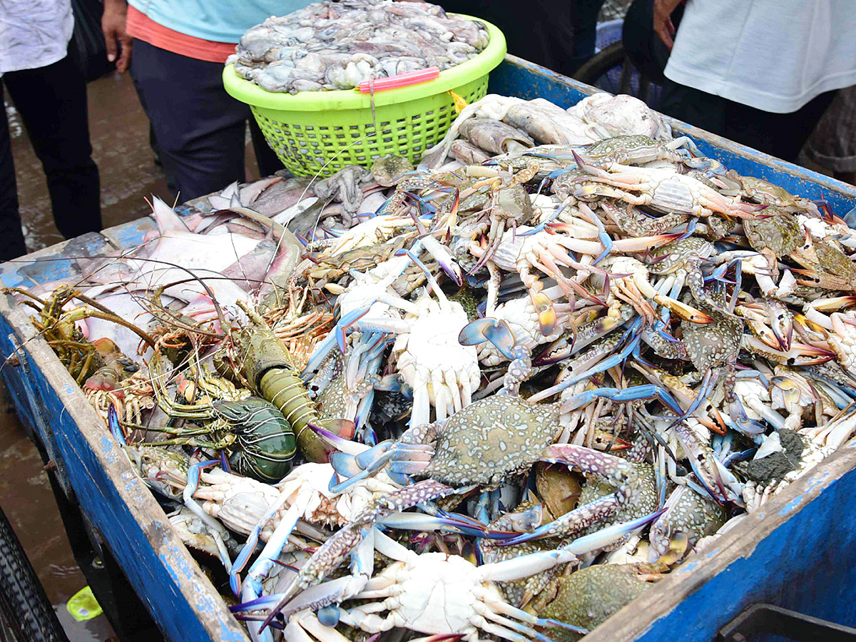 Fish Market in Visakhapatnam Photos13