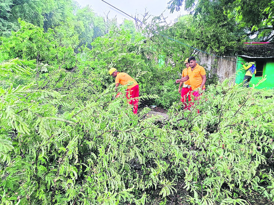 కూలిన భారీ చెట్టు 1