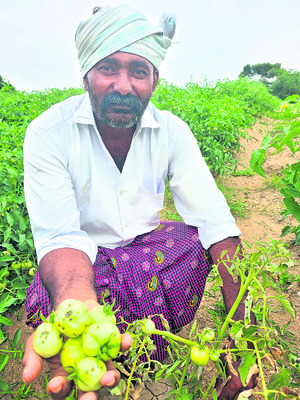 వ్యాధులతో టమాఠా..2