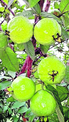 రైతులు పంట మార్పిడి చేపట్టాలి2