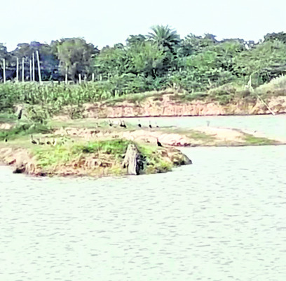 మొసలి కలకలం 1