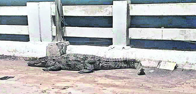 సీపీవోగా ఏ.షాలెమ్రాజు 1