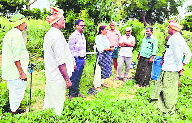 ప్రత్యామ్నాయ పంటలతో అధిక దిగుబడులు 1