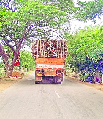 ‘కెనాల్’ కట్టలపై చెట్ల నరికివేత1