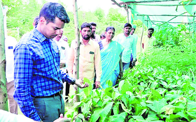 వన మహోత్సవానికి మొక్కలు సిద్ధం1