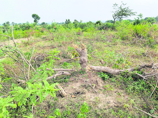 అడవికి ఆపద2