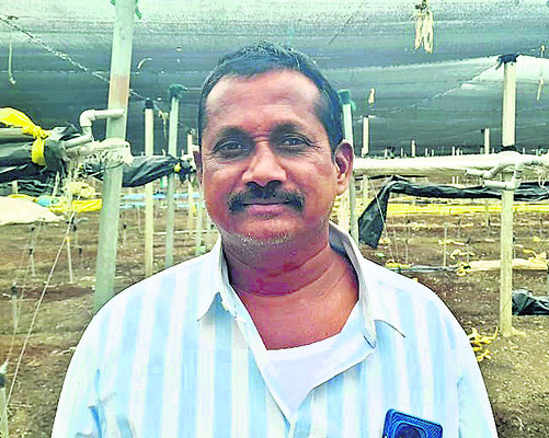 మిర్చి సాగు తగ్గుతుందా?!2