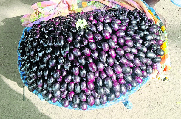 నోరూరిస్తున్న నేరేడు పండ్లు1