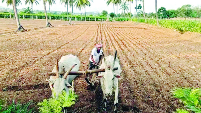 కరుణించని మేఘాలు.. కరువు కోరల్లో కర్షకులు1