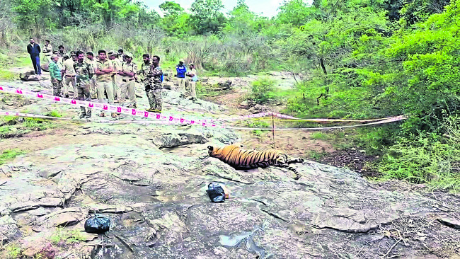గోవధ.. పులికి మరణ శాసనం 1