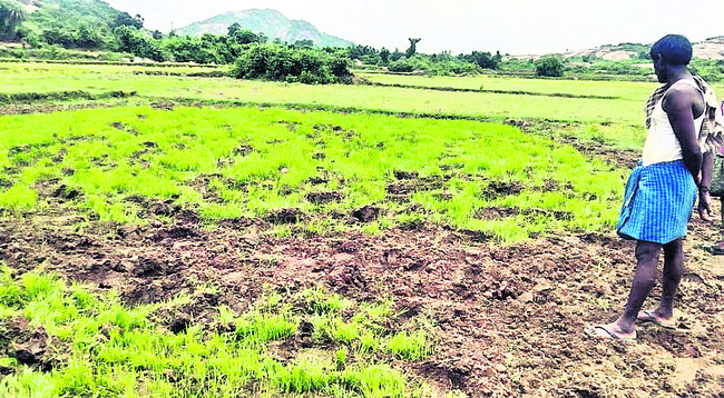మడ్డువలసలో ఏనుగుల విధ్వంసం 1
