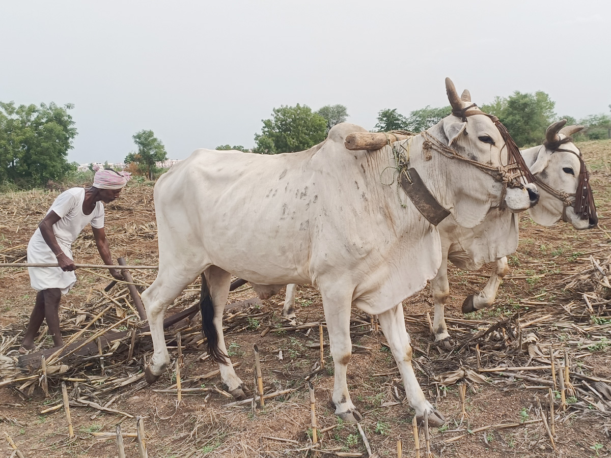 Best Photos of The Week in AP and Telangana Photo Gallery25