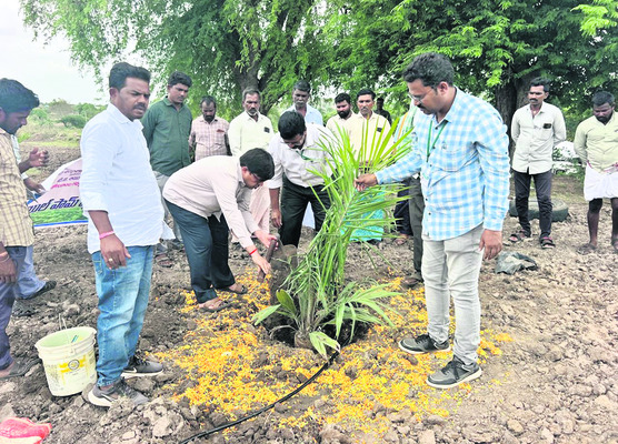 ఆయిల్పాం సాగుతో అధిక లాభాలు
1