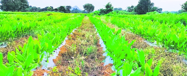 పసుపు సాగుకు సమయమిదే..1