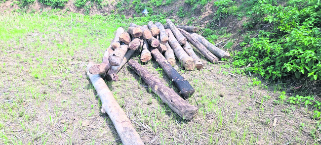 రెచ్చిపోతున్న కలప స్మగర్లు 1