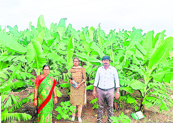 ఉద్యాన సాగుకు రాయితీలు1