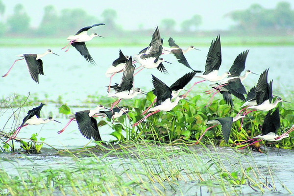 పర్యావరణాన్ని కాపాడుకుందాం 1