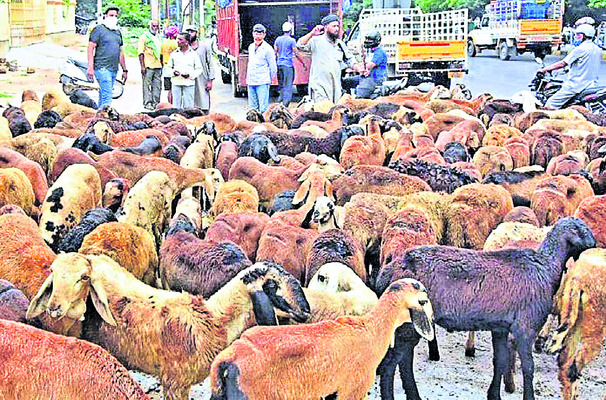 పొట్టేల్‌.. అధరహో..1