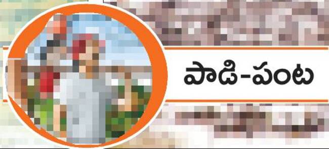 విత్తు కొద్దీ పంట2