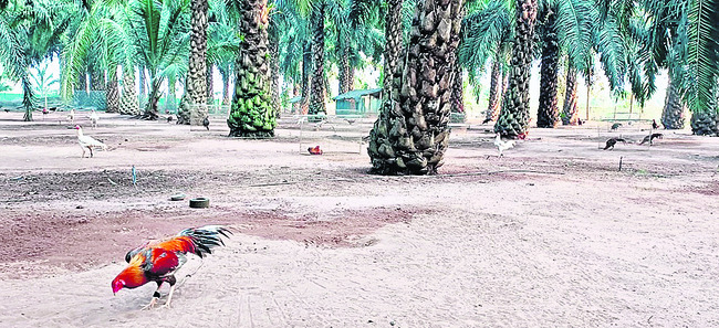 ఆయిల్‌పామ్‌తో అదనపు ఆదాయం1