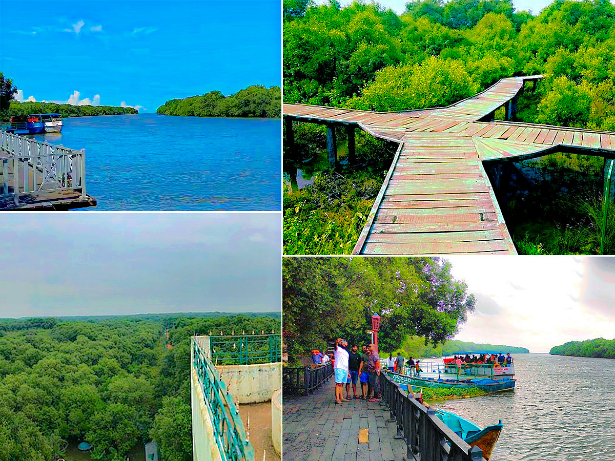 Coringa Wildlife Sanctuary Near Kakinada in Andhra Pradesh Photos1