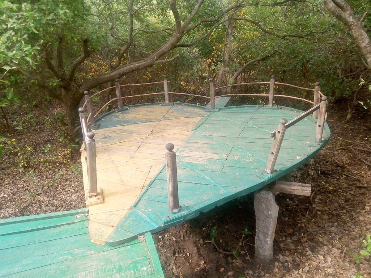 Coringa Wildlife Sanctuary Near Kakinada in Andhra Pradesh Photos13