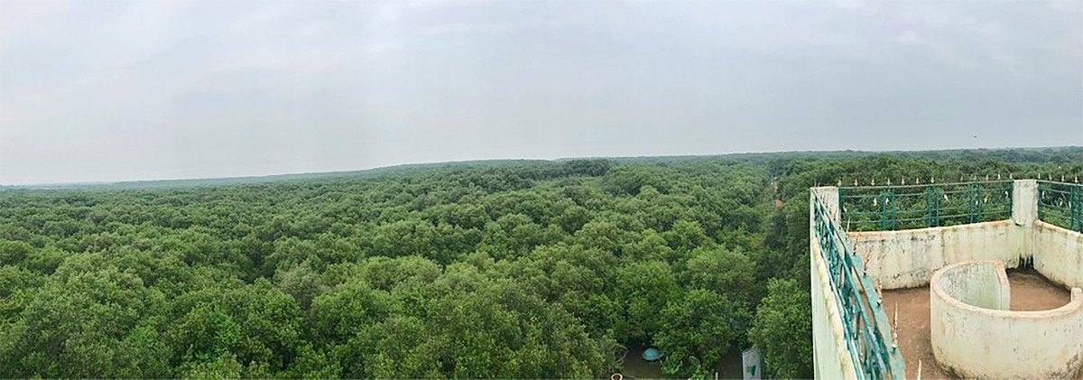 Coringa Wildlife Sanctuary Near Kakinada in Andhra Pradesh Photos16