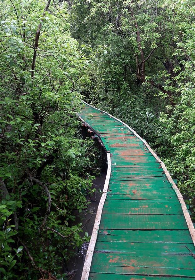 Coringa Wildlife Sanctuary Near Kakinada in Andhra Pradesh Photos17