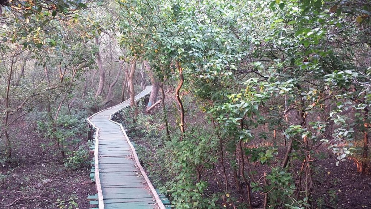 Coringa Wildlife Sanctuary Near Kakinada in Andhra Pradesh Photos18