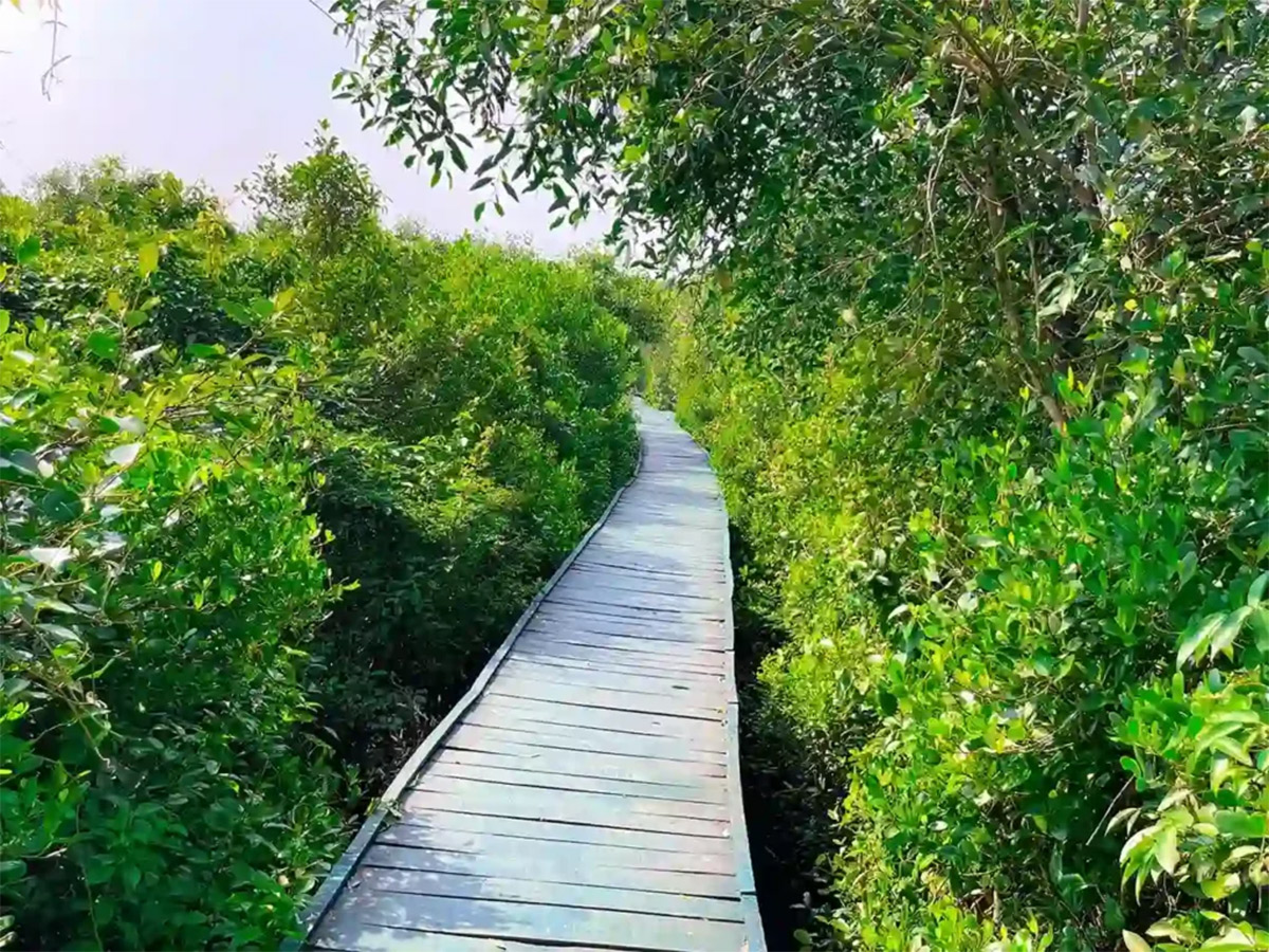 Coringa Wildlife Sanctuary Near Kakinada in Andhra Pradesh Photos19