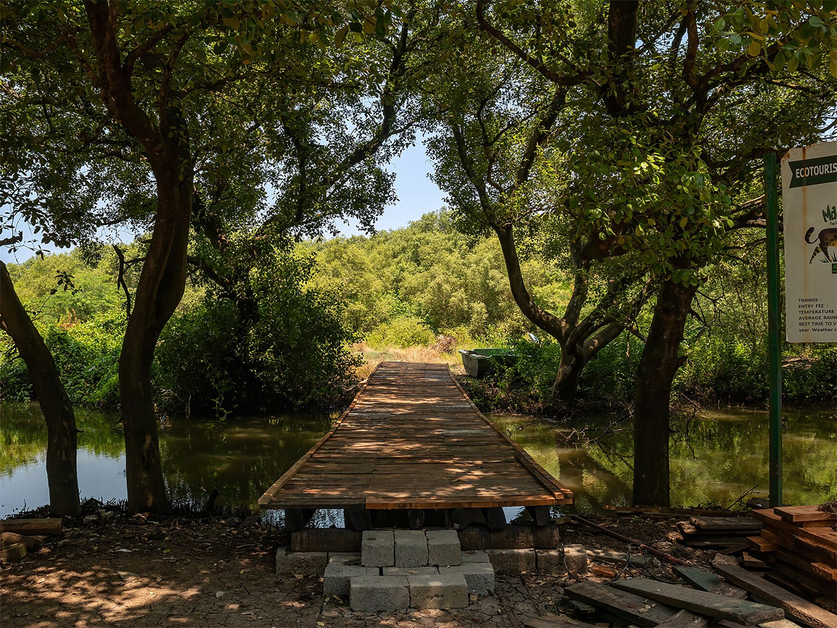 Coringa Wildlife Sanctuary Near Kakinada in Andhra Pradesh Photos3