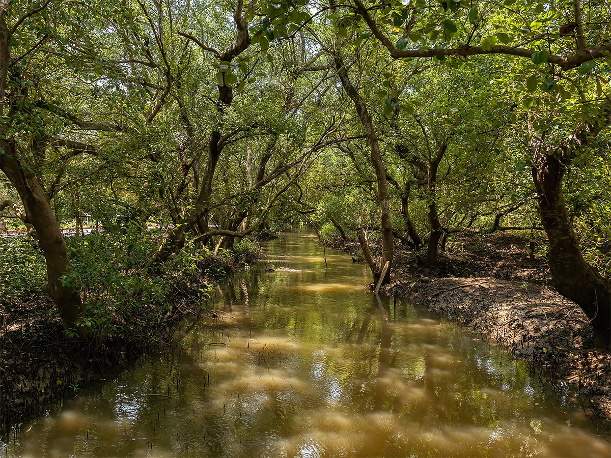 Coringa Wildlife Sanctuary Near Kakinada in Andhra Pradesh Photos4