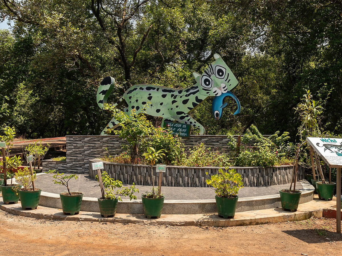 Coringa Wildlife Sanctuary Near Kakinada in Andhra Pradesh Photos5