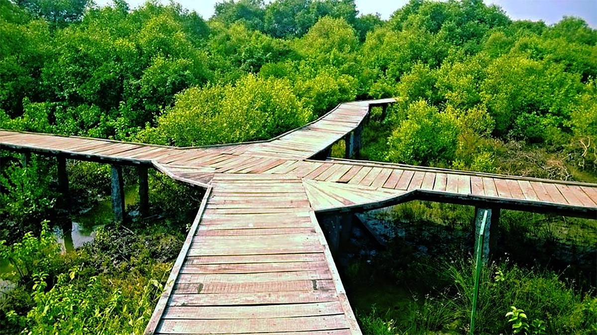 Coringa Wildlife Sanctuary Near Kakinada in Andhra Pradesh Photos6