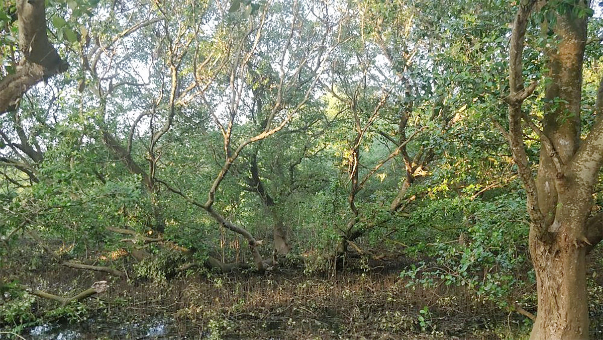 Coringa Wildlife Sanctuary Near Kakinada in Andhra Pradesh Photos7