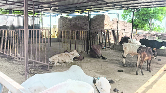 మల్లన్నా.. కోడెలకు దిక్కెవరు?1