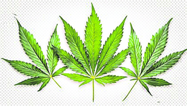 మత్తుగా ప్రాణం తీస్తోంది!2