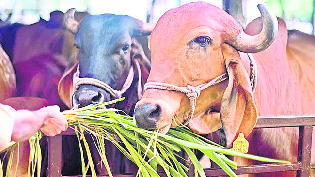 వర్షాకాలంలో పశువులకు వ్యాధుల ముప్పు1