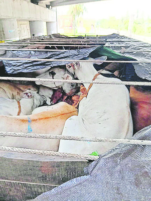 అక్రమంగా గోవుల తరలింపు 1