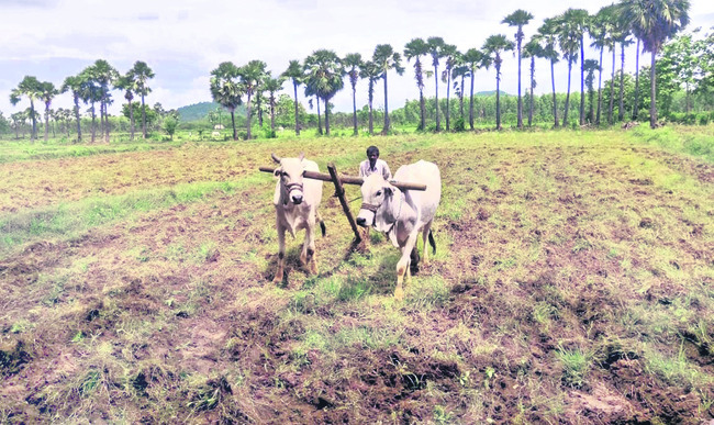 పంట మార్పిడితో అధిక దిగుబడి 1