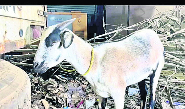 నీలగిరి అడవిలో ఆత్మహత్య 1